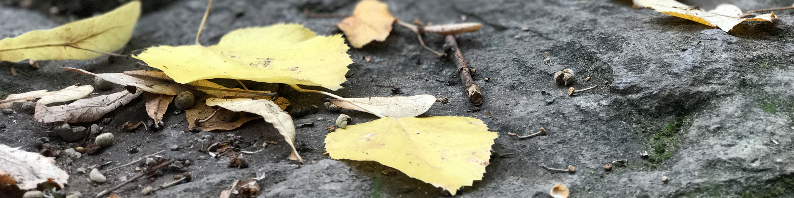 Leaves in London - Nate Loper